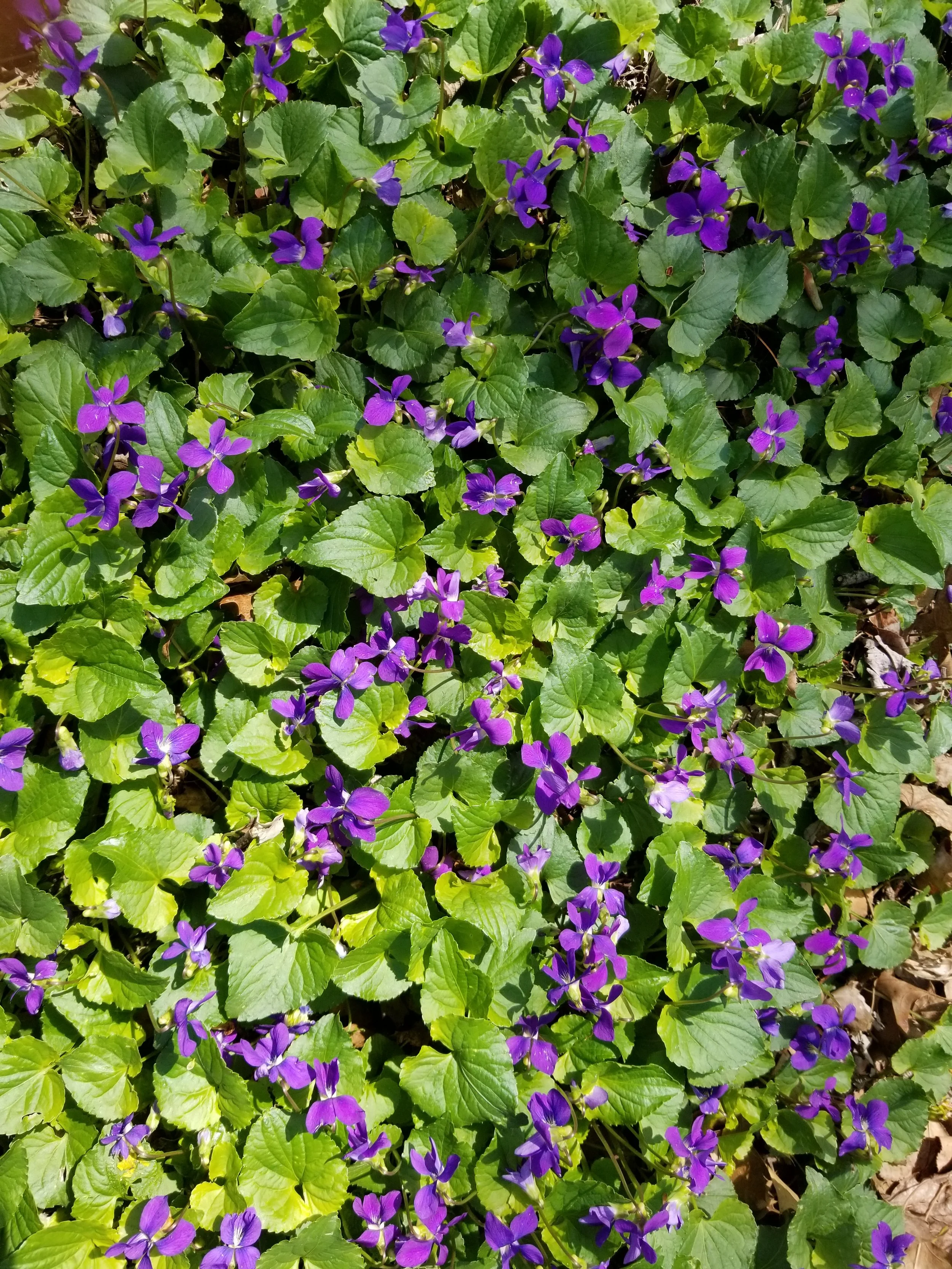 Discovering Native Spring Flowers in “the Wild” — The Brookdale